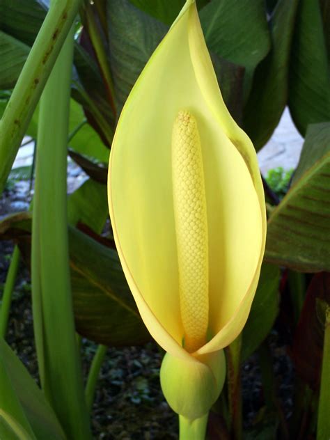 Elephant Ear Flower
