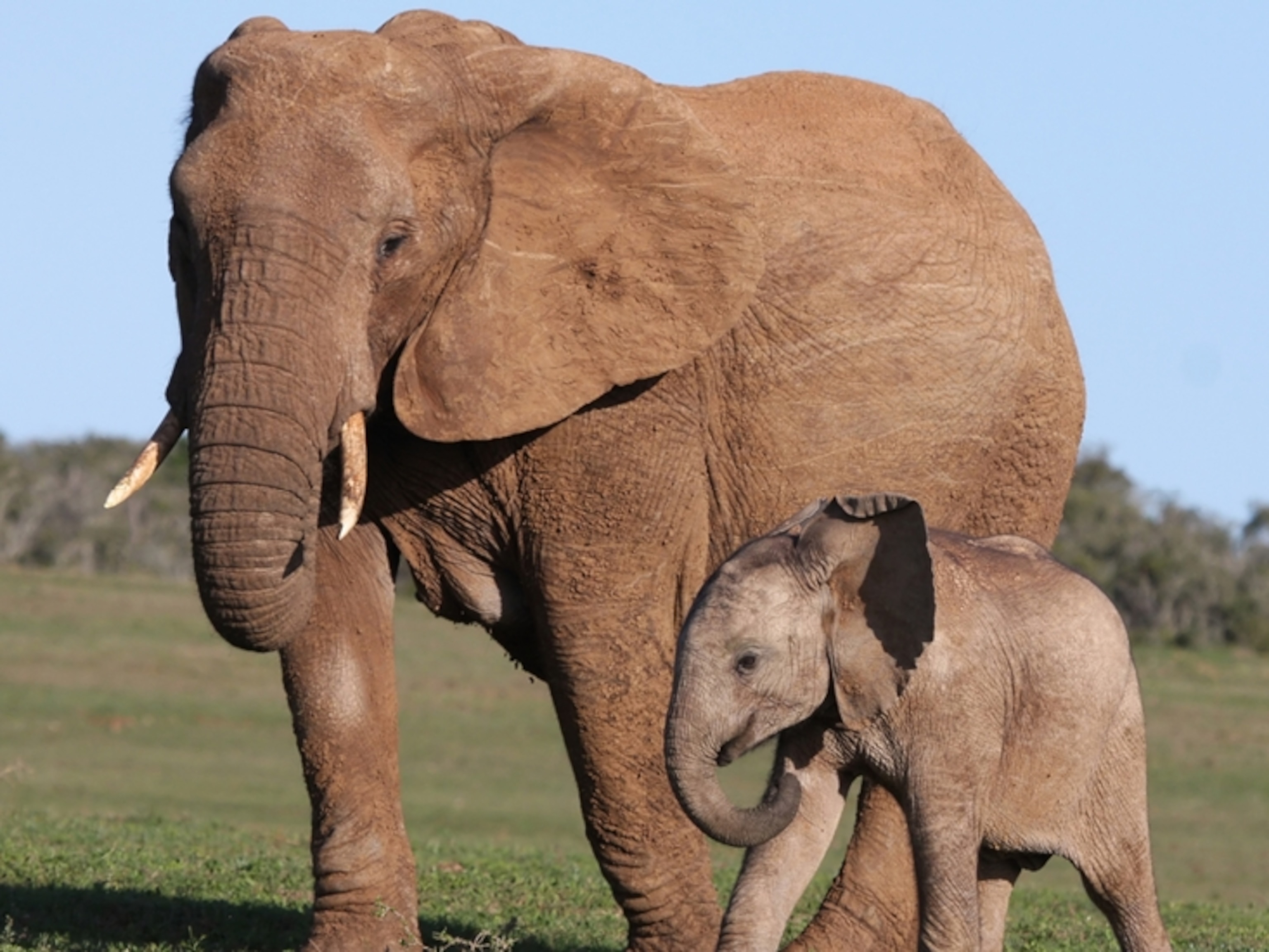 Elephants Novel Guide: Insights Uncovered