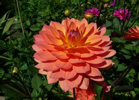 Ern Dahlia P B H Kter Nem Obdoby Ek Na Vy E En 77 Let