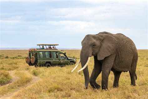 Escape 2 Africa: Explore Wild Safaris