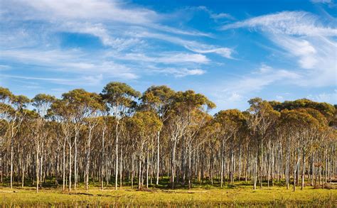 Eucalyptus Habitat Explained: Best Climates