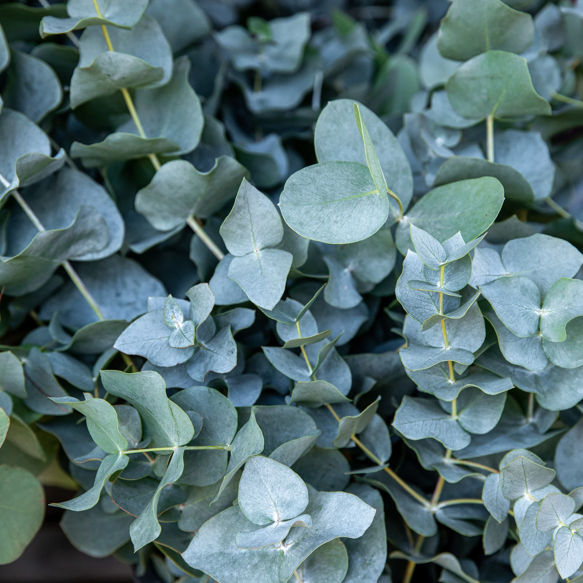 Eucalyptus Tree California