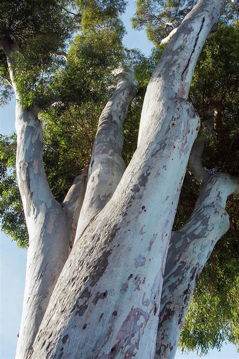 Eucalyptus Trees: California Care Guide