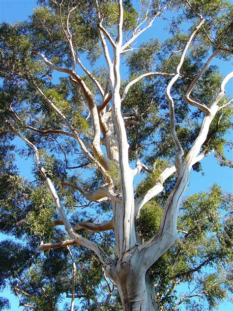 Eucalyptus Trees California