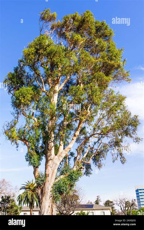 Eucalyptus Trees In California