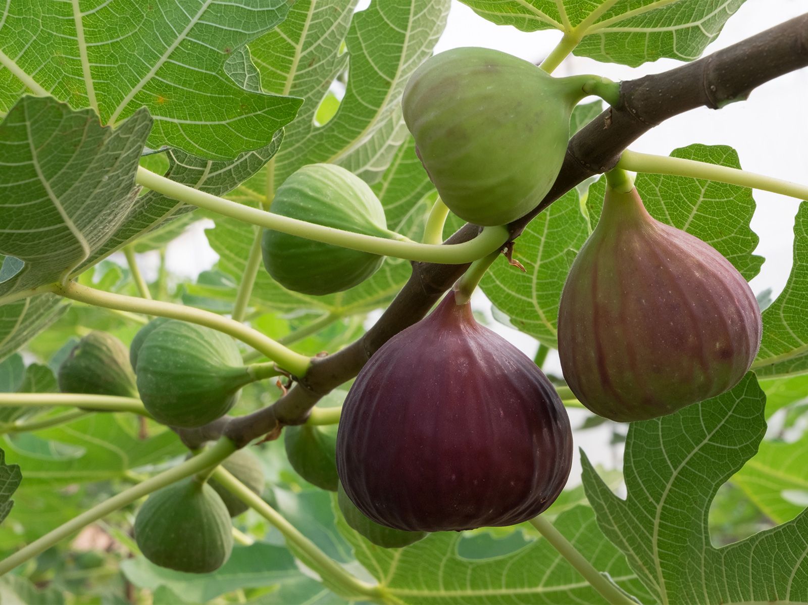 Fig Nutrition Guide: Unlock Benefits