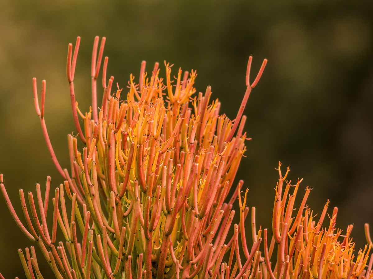 Fire Stick Succulents: Low Maintenance Solutions