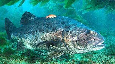 Giant Sea Bass Facts: Master Fishing Secrets