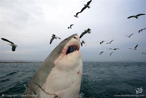 Great White Breaching