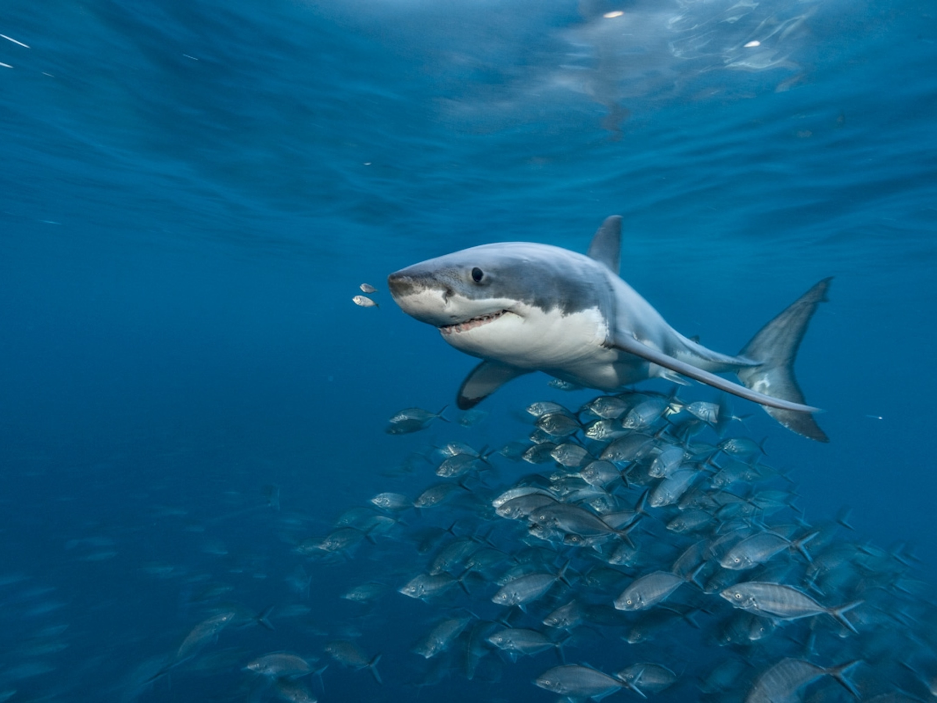 Great White Sharks Live For 70 Years Bbc News