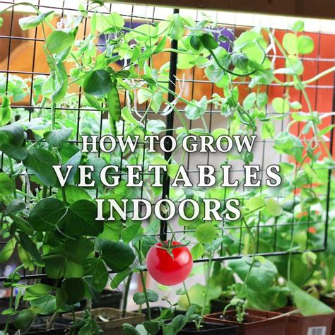 Growing Vegetables Inside