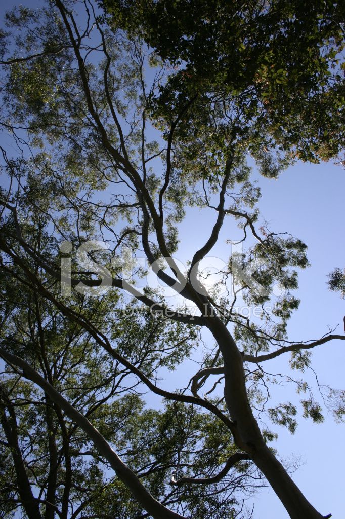 Gum Tree Photo Stock Photograph Of A Gum Tree Eucalyptus 21490