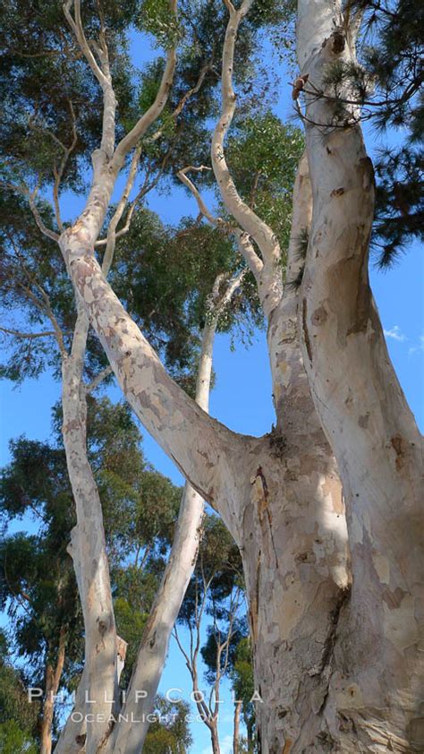 Gum Trees In California