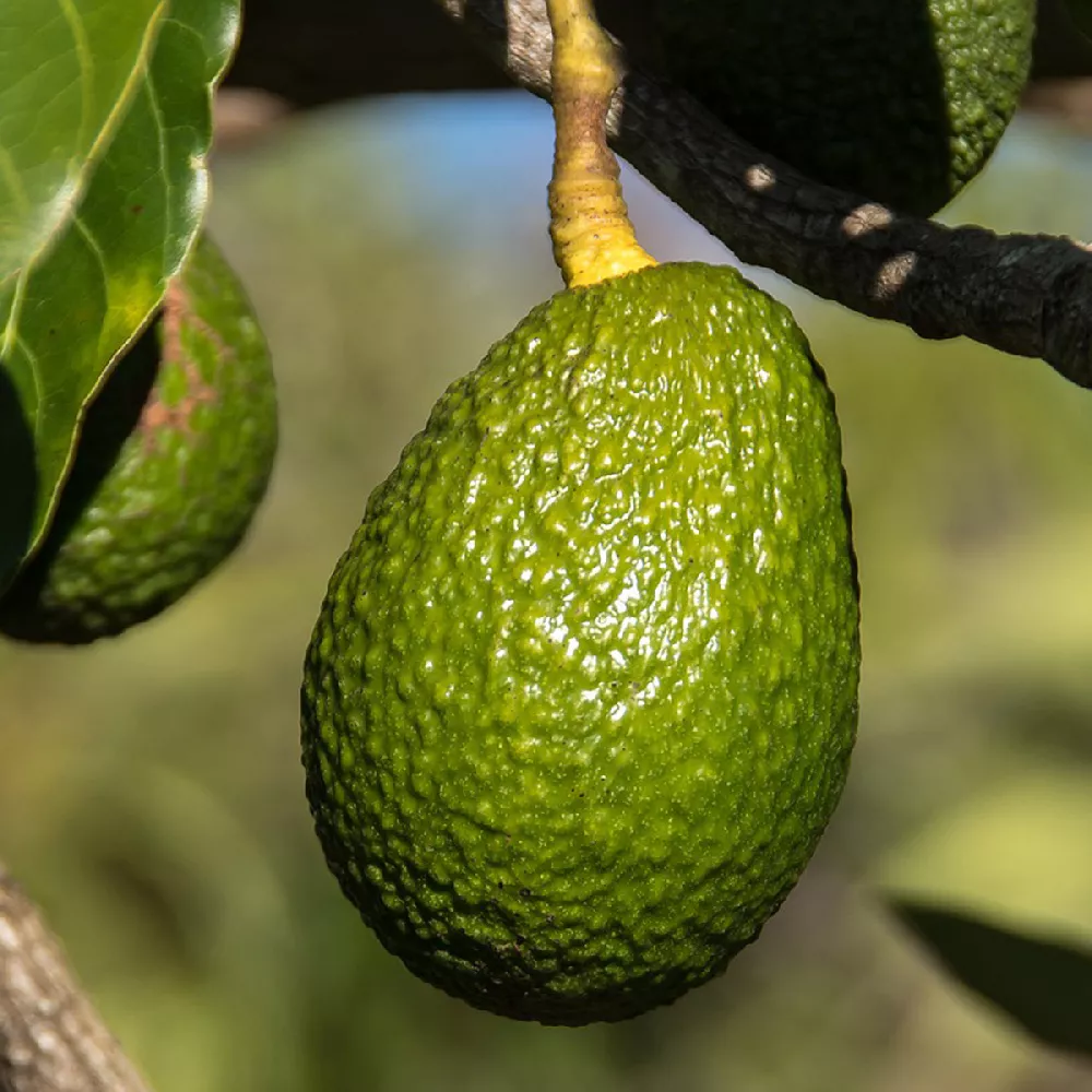 Hass Avocado Trees For Sale Fastgrowingtrees Com Hass Avocado Trees For Sale Fastgrowingtrees Com