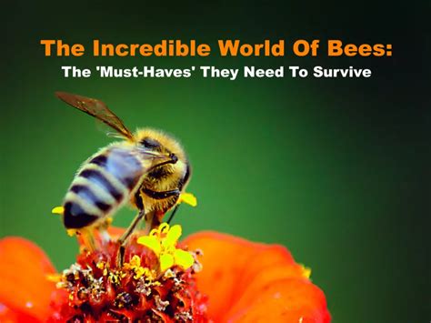 How Bees Thrive? The Secret To Their Success
