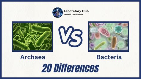 How Do Bacteria Differ From Archaea? Key Facts
