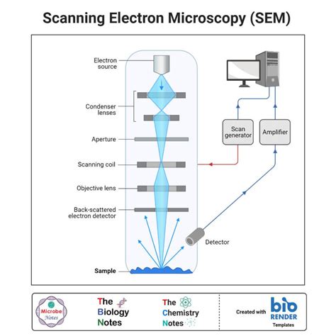 How Does Scanning Electron Microscopy Sem Work Basics Explained