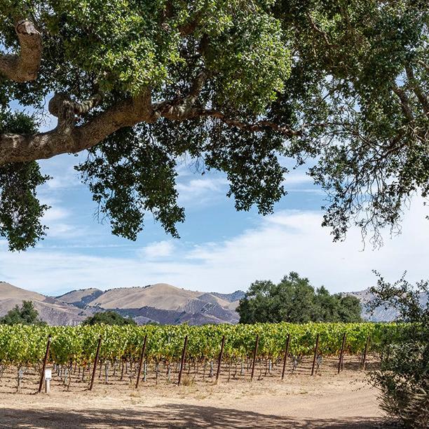 How Is Zaca Mesa Winery Rated? Best Wine Reviews