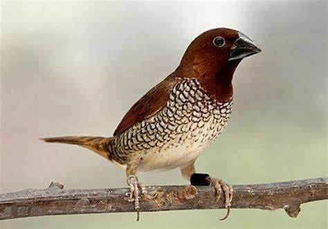 How To Care For Spice Finch? Expert Advice
