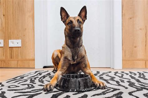 How To Feed Belgian Malinois? Diet Tips
