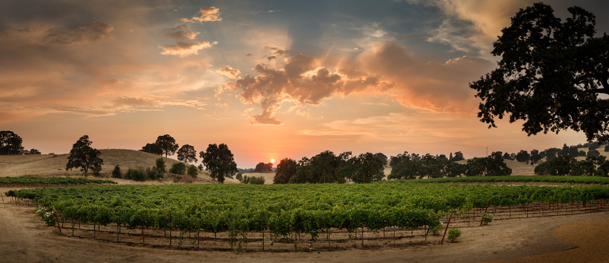 How's Rancho Victoria Vineyard? Tour Insights