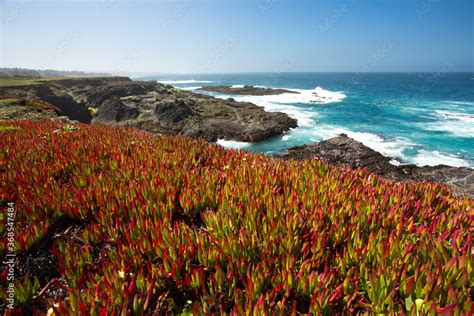 Ice Plant California