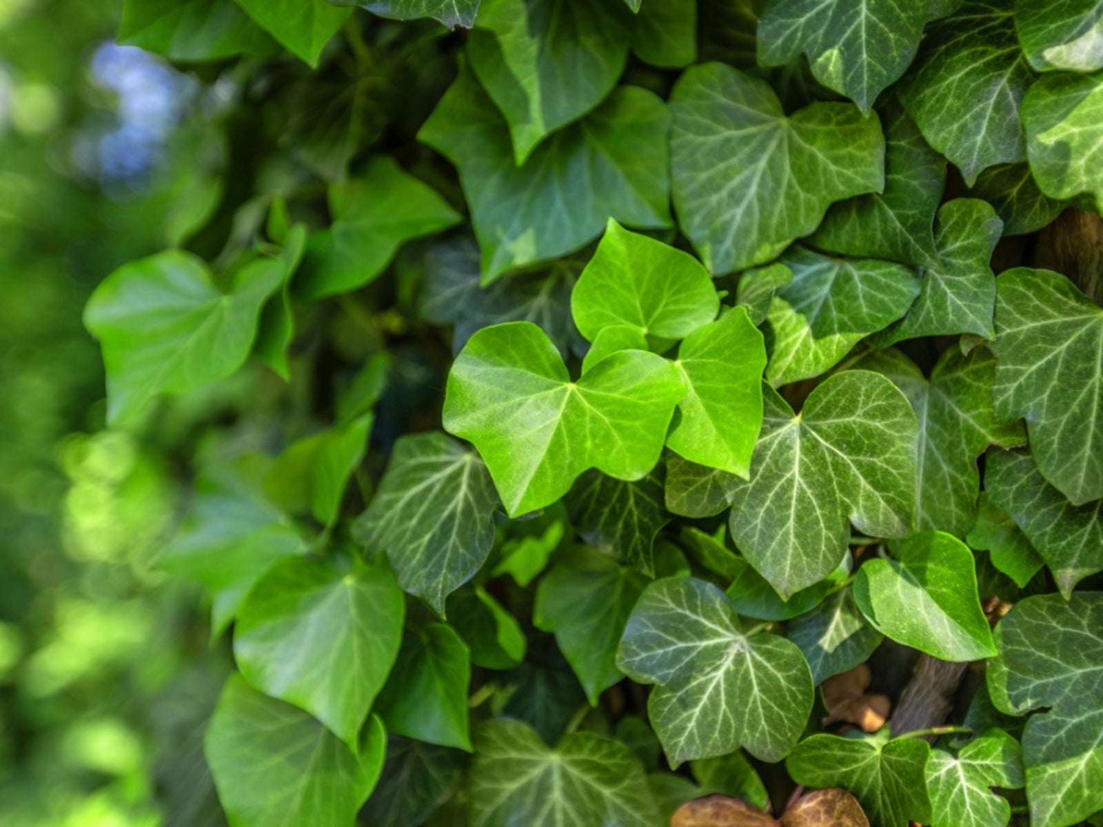 Ivy Cottage Tips: Ultimate Getaway Plan