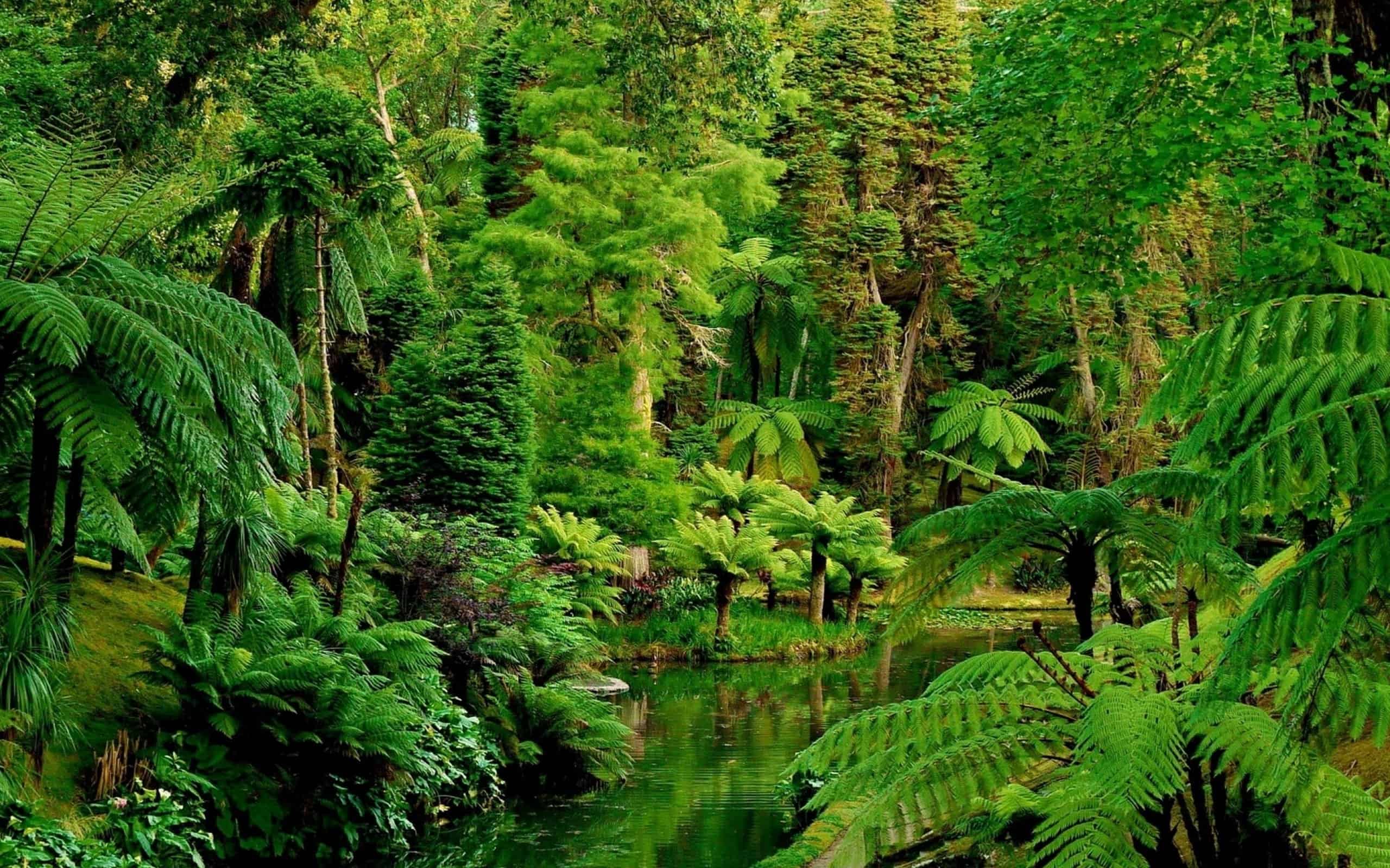 Jungle Music: Explore Genrebending Sounds Daily