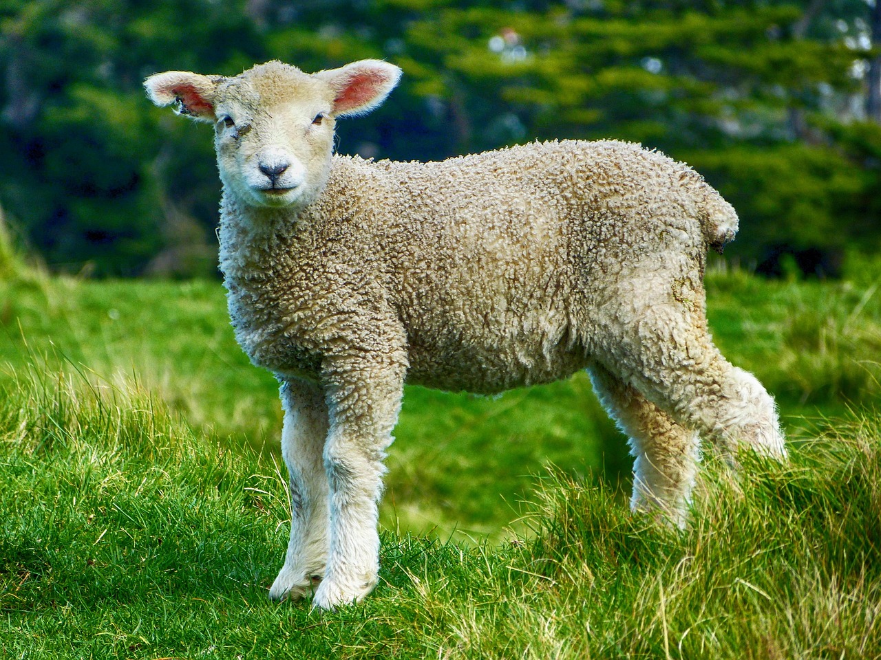 Lamb Locations: Best Cuts Guaranteed