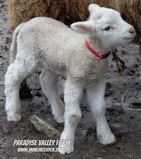 Lamb Near Me: Find Local Farms