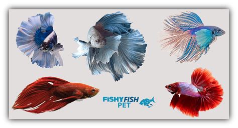Life Expectancy Of Betta