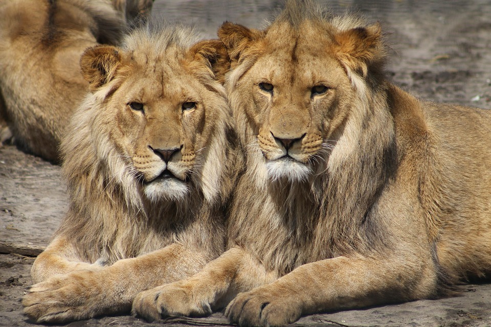 Lions And Lambs Film