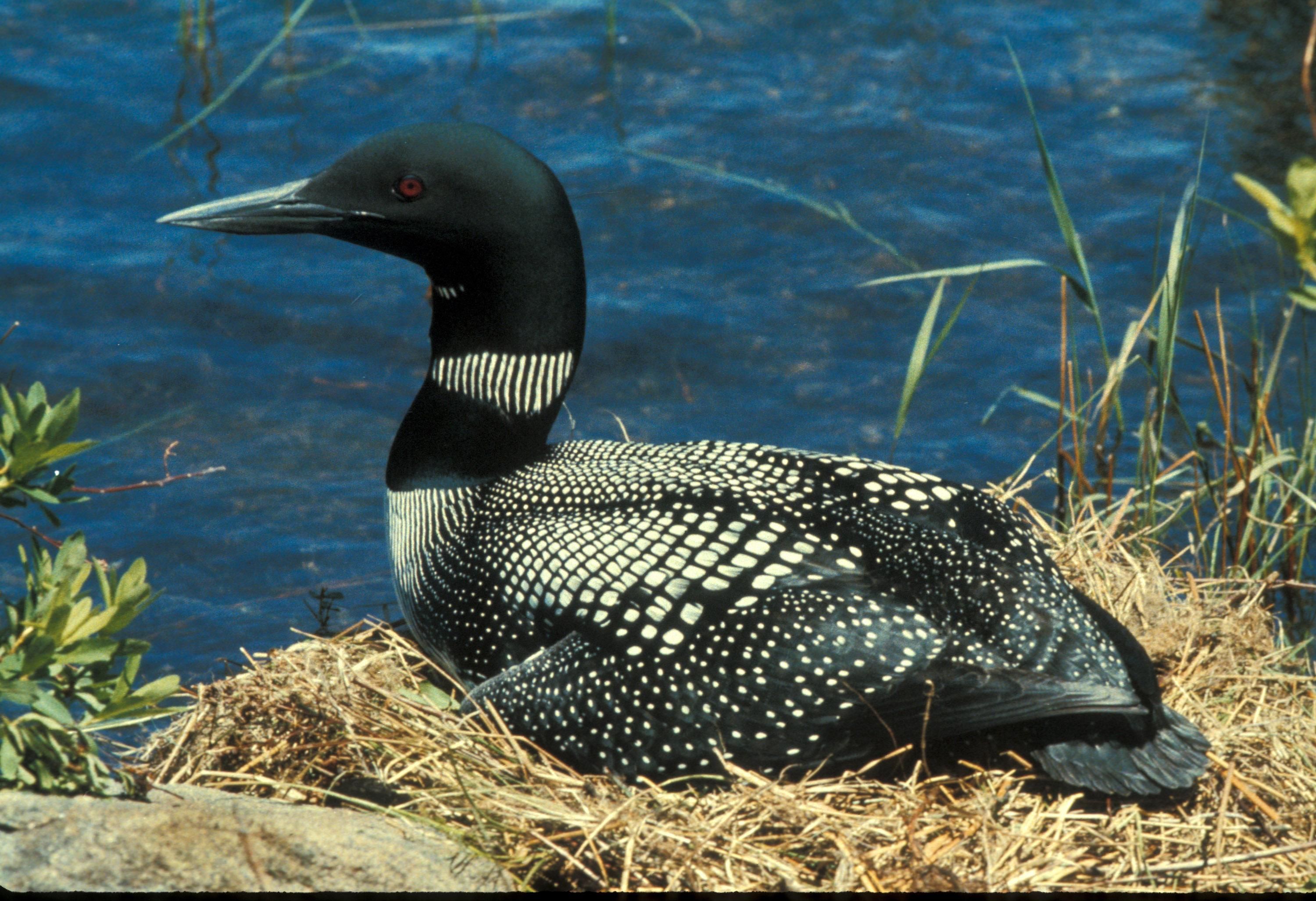 Loon Point The Santa Barbara Independent Loon Point The Santa Barbara Independent