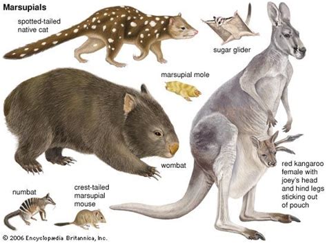 Marsupials Revealed: Full Species Overview