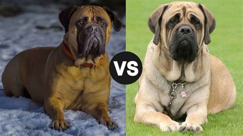 Mastiff Breeds: Find Perfect Companion