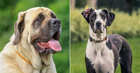 Mastiffs: Discover Gentle Giants