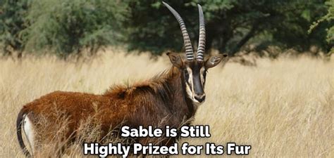 Meaning Of Sable