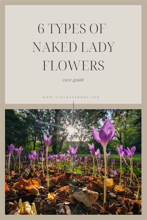 Naked Ladies Flowers: Beautiful Summer Blooms