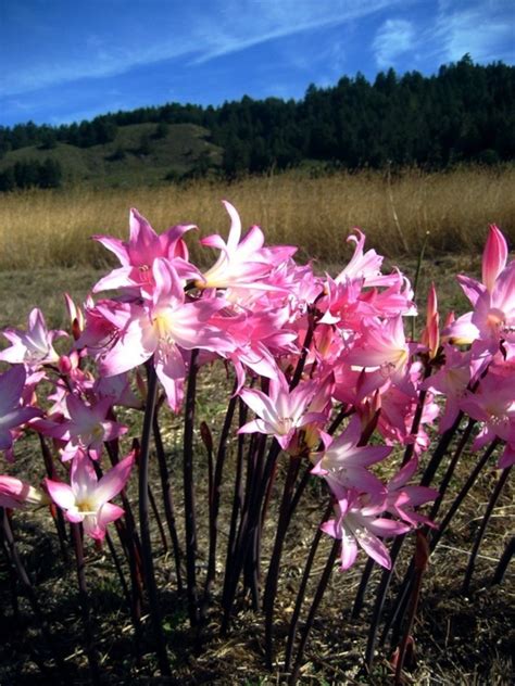 Naked Ladies Flowers