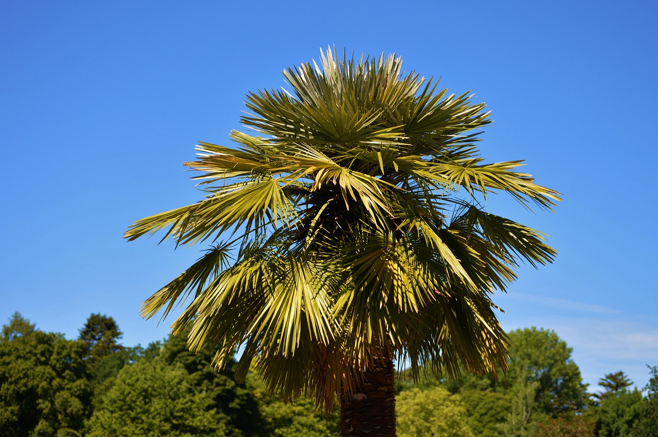 Palm Life Line: Unlock Your Destiny