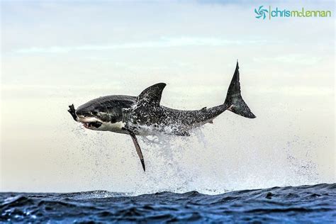 Perfectly Timed Photos Of Great White Sharks Breaching Perfectly Timed Photos Of Great White Sharks Breaching