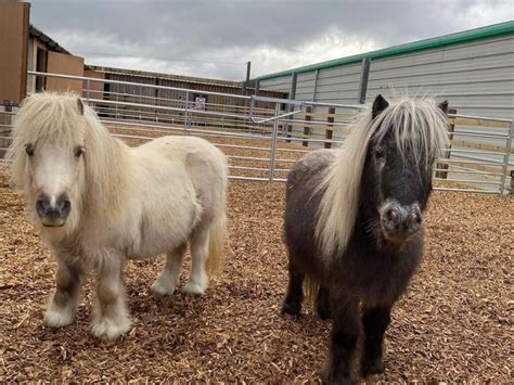 Petting Farm A Day Out At Attwell Farm Park Attwell Farm Park