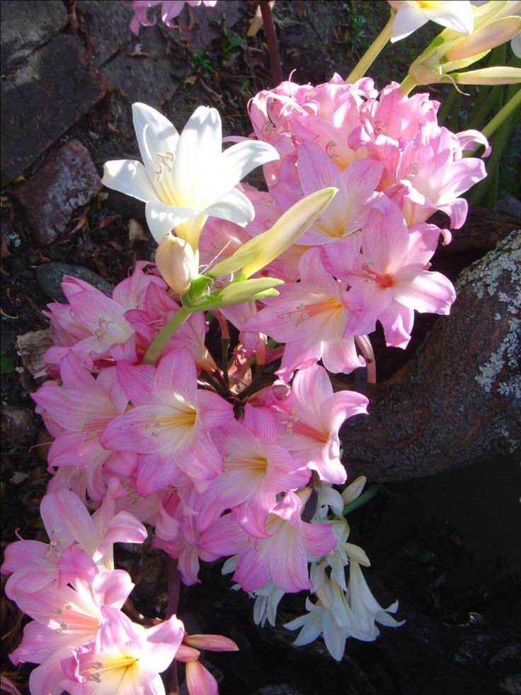 Photo Of The Leaves Of Naked Lady Amaryllis Belladonna Posted By