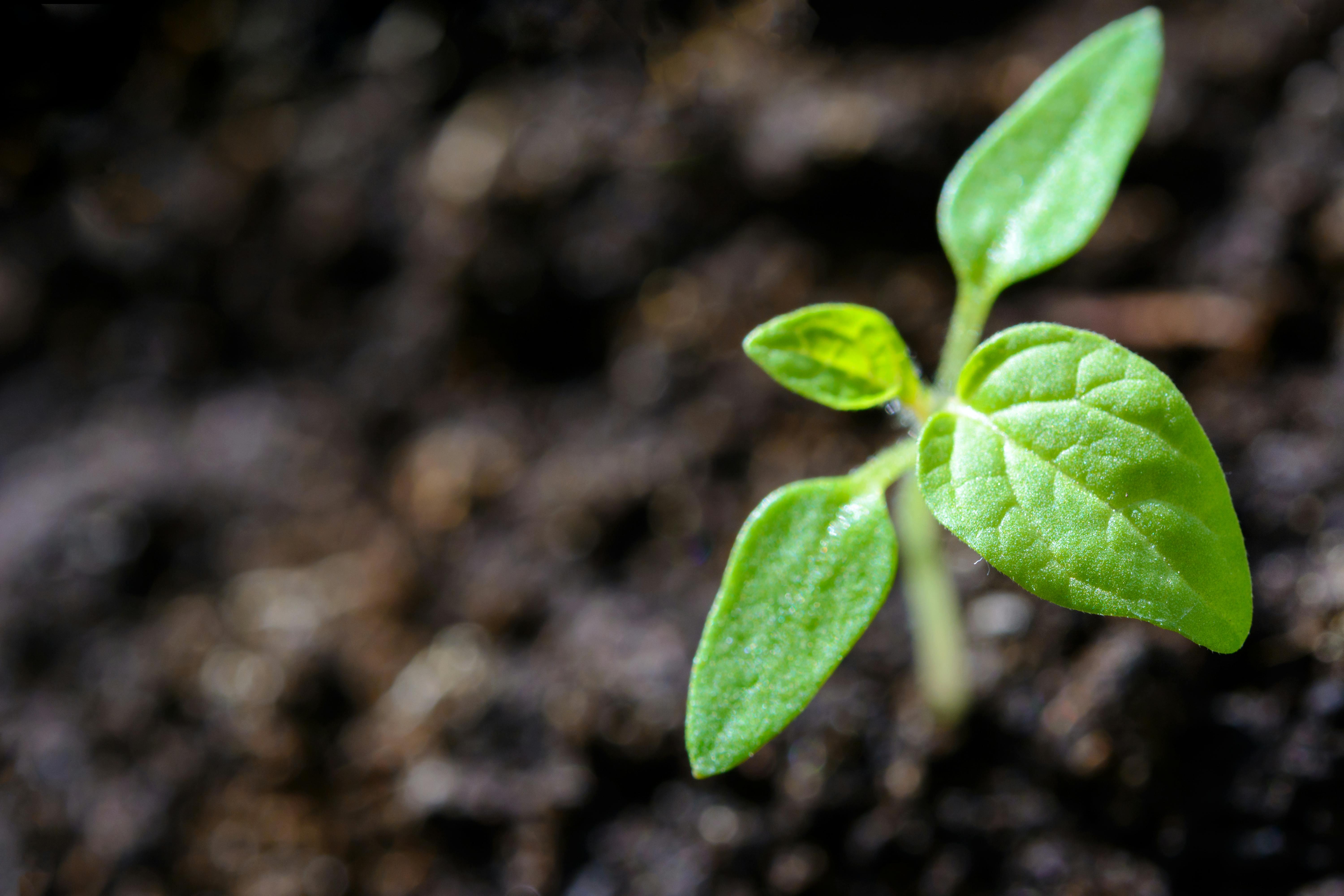 Plant Deity Knowledge: Boost Garden Health