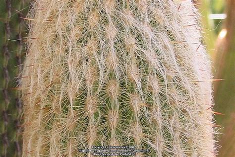 Plantfiles Pictures Espostoa Species Peruvian Old Man Cactus Plantfiles Pictures Espostoa Species Peruvian Old Man Cactus