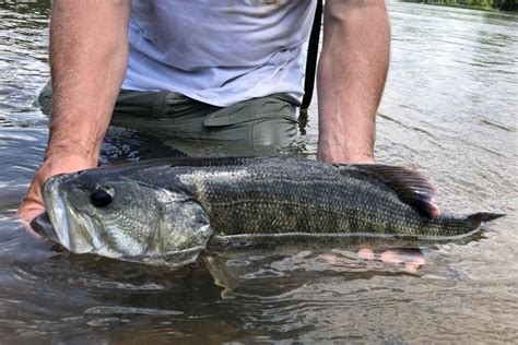 Roils Prevention: Expert Guide To Calm Waters
