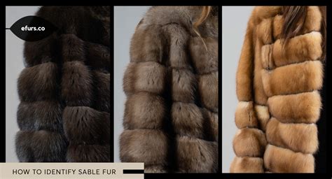 Sable: Discover Its Luxurious Fur Benefits