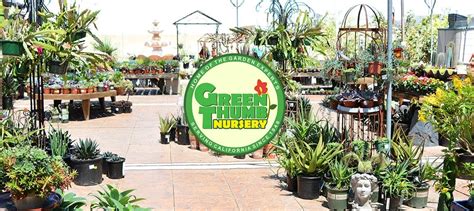 San Marcos Nursery Plants: Choose Best Species