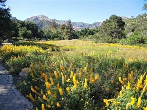 Santa Barbara Botanical Garden: Discover Native Plant Species