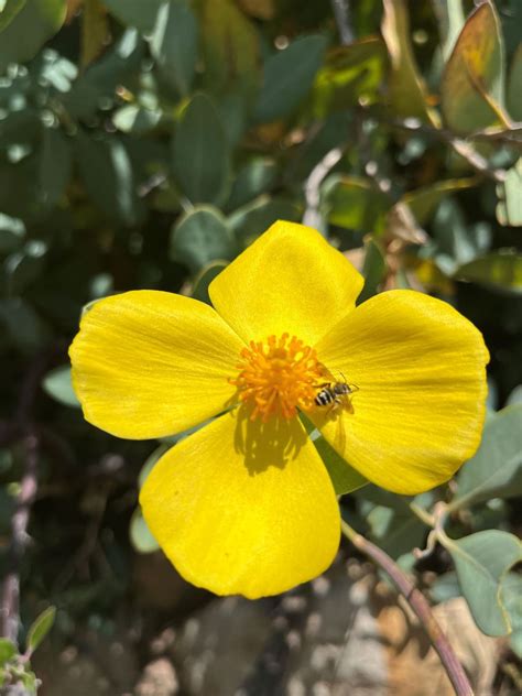 Santa Barbara Botanical Garden: Explore 78 Acres Of Beauty